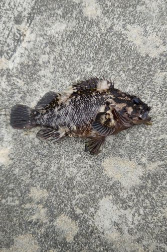 ムラソイの釣果