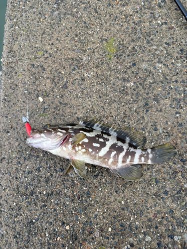 クエの釣果