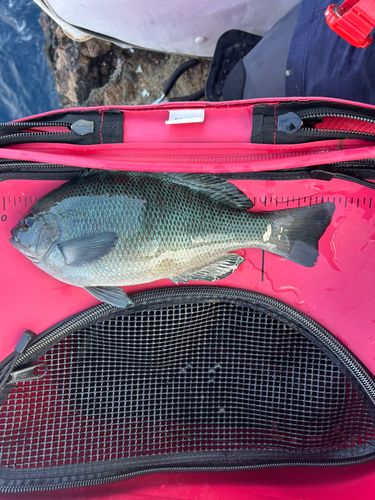 クチブトグレの釣果