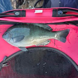 クチブトグレ