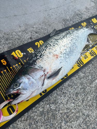 サケの釣果