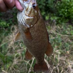 スモールマウスバス