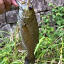 スモールマウスバス