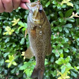 スモールマウスバス