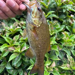 スモールマウスバス