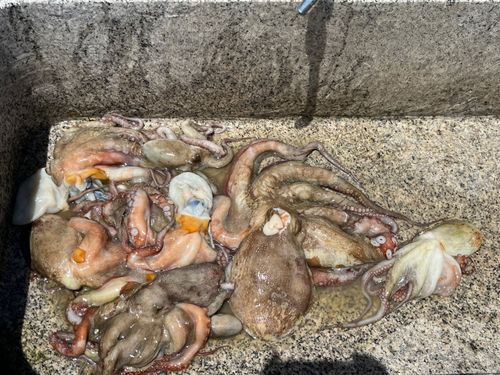 タコの釣果