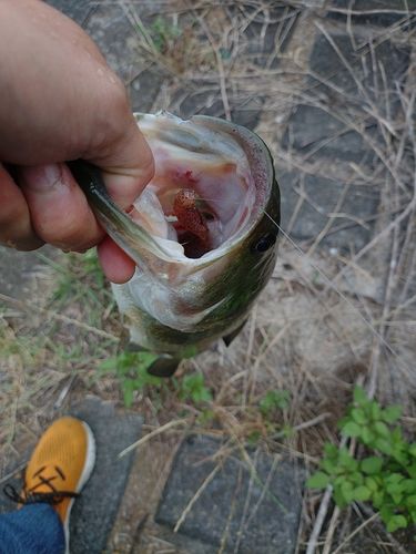 ラージマウスバスの釣果