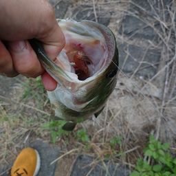 ラージマウスバス