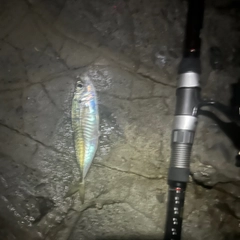 マアジの釣果