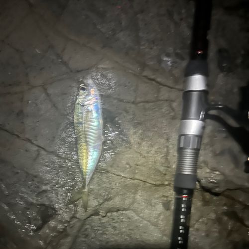 マアジの釣果