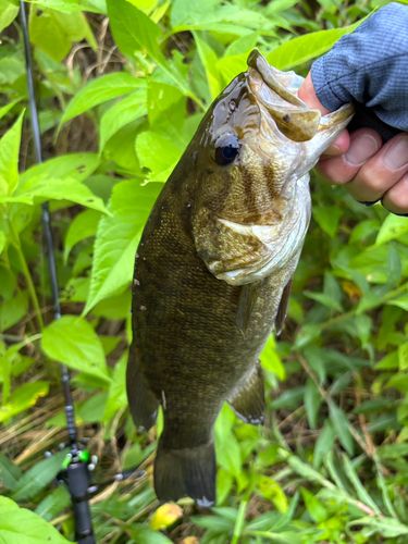 スモールマウスバスの釣果