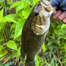スモールマウスバス