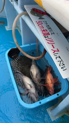 ヒラメの釣果