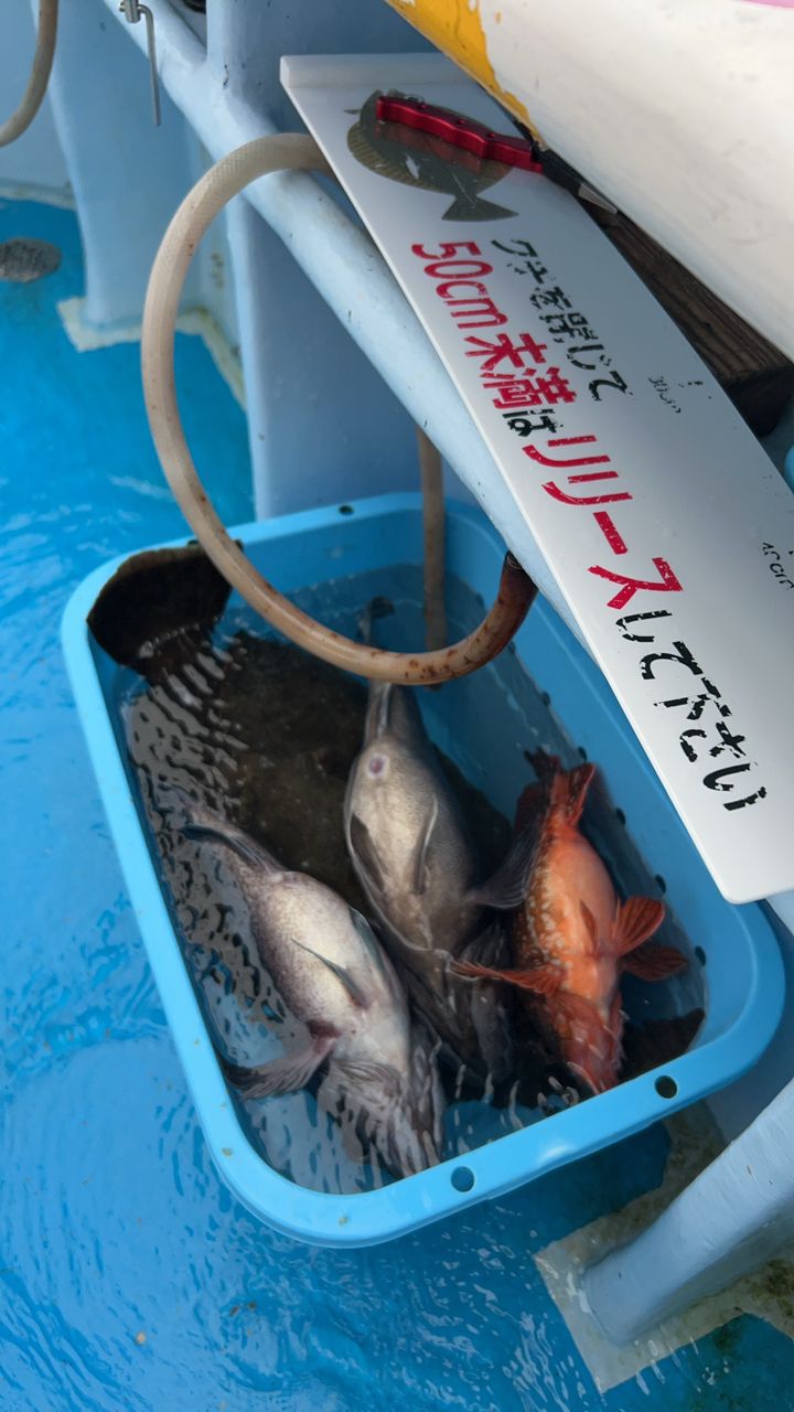 ビンビン師匠さんの釣果 1枚目の画像