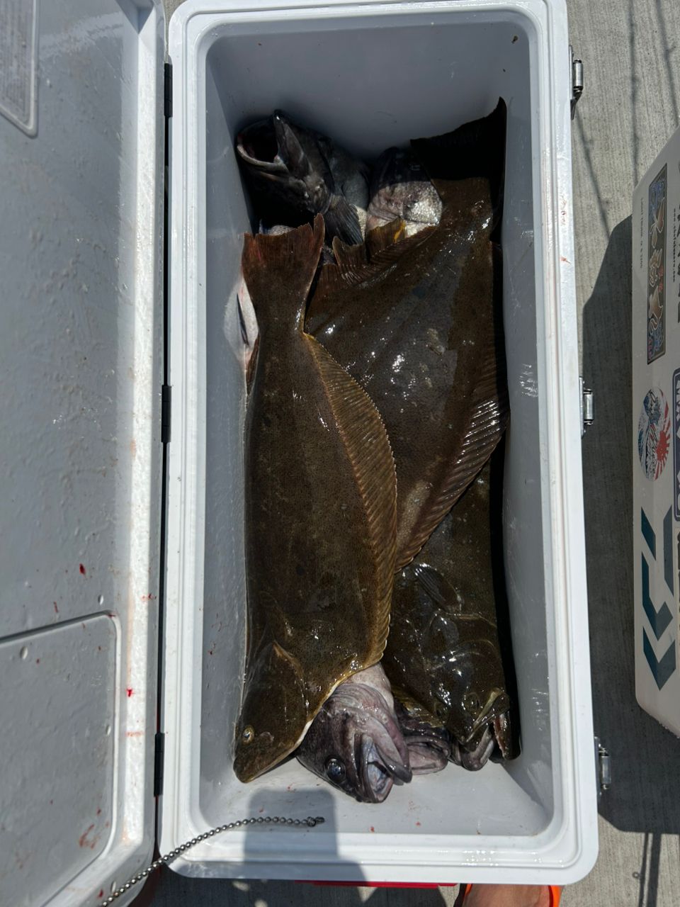 ビンビン師匠さんの釣果 2枚目の画像