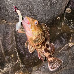 カサゴ