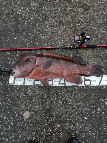 コブダイの釣果