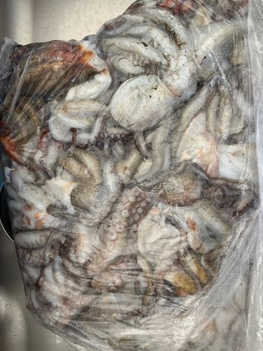 マダコの釣果