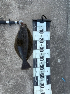 ヒラメの釣果