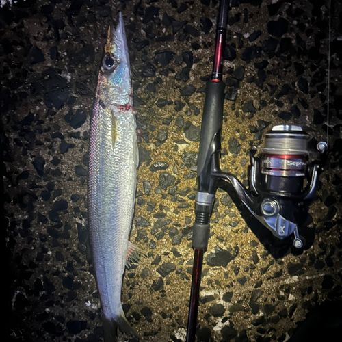 アカカマスの釣果