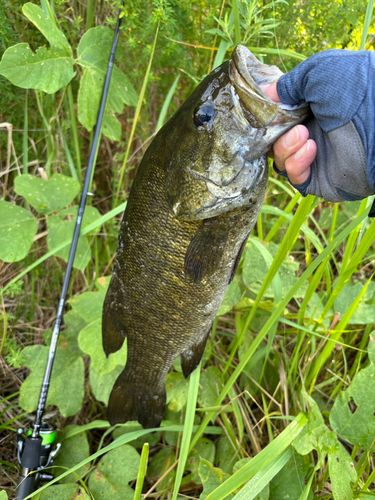 スモールマウスバスの釣果