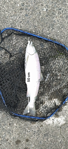 サクラマスの釣果