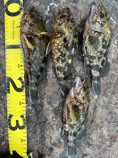 カサゴの釣果