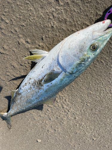 フクラギの釣果
