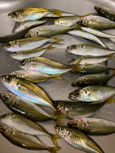 アジの釣果