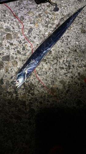 タチウオの釣果