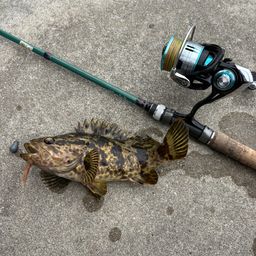 タケノコメバル