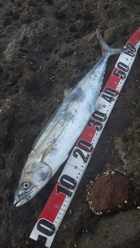 サゴシの釣果