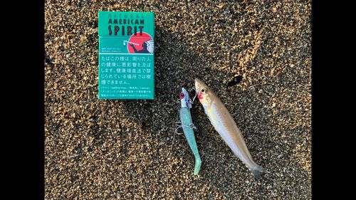 シロギスの釣果