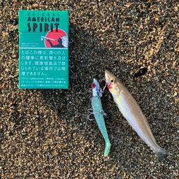 シロギス
