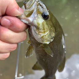 スモールマウスバス