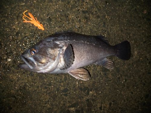 クロソイの釣果
