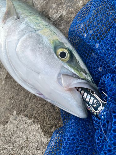 ワラサの釣果