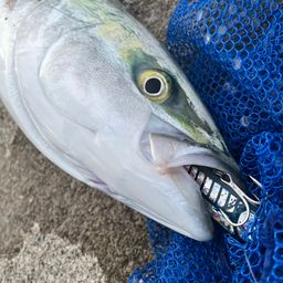 ワラサ