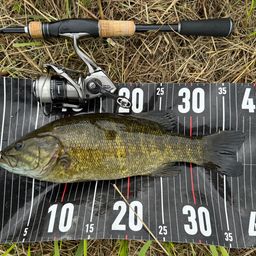 スモールマウスバス