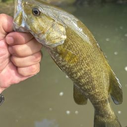 スモールマウスバス