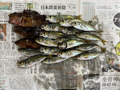 アジの釣果