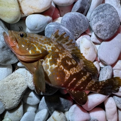 アコウの釣果