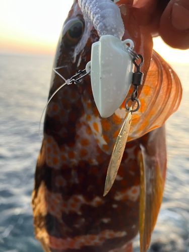 キジハタの釣果