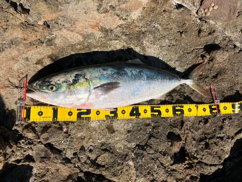 ブリの釣果