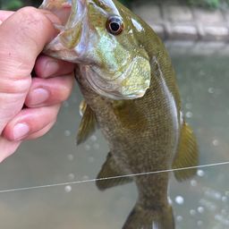 スモールマウスバス