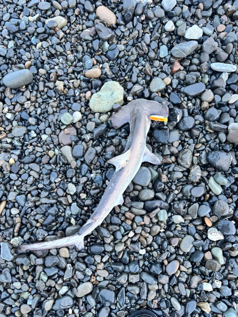 ハンマーヘッドシャーク