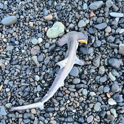 ハンマーヘッドシャーク