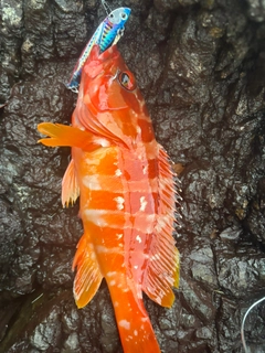 アカハタの釣果