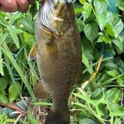 スモールマウスバス