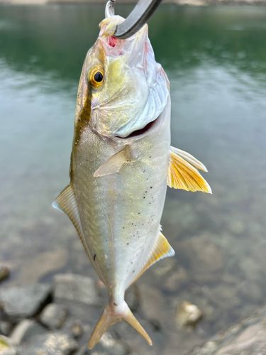 ショゴの釣果